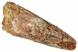 Fossil Spinosaurus Tooth - Real Dinosaur Tooth #357430-1